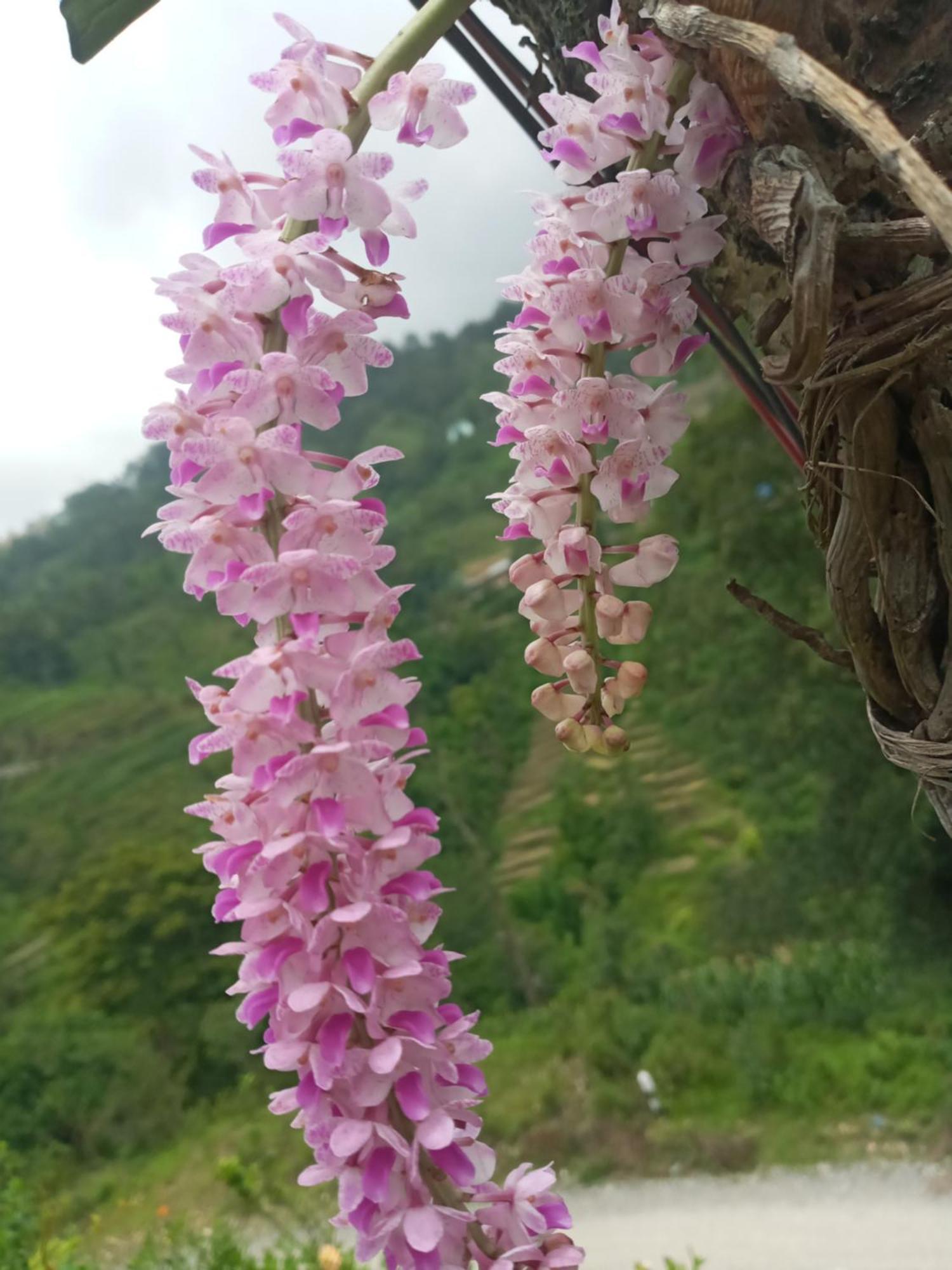Unique Point Home Stay Nagarkot Zewnętrze zdjęcie
